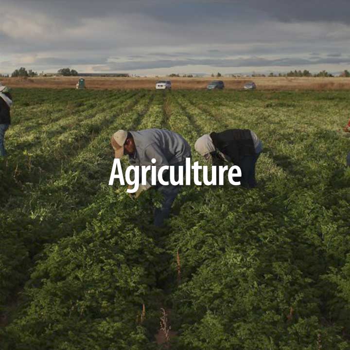 Agriculture